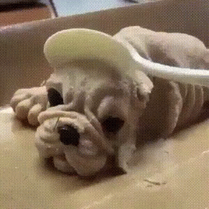 Animated gif of someone cutting into what looks like a resting pug, but it's in fact made of ice cream.  the camera then changes to an actual dog's face which looks to be filled of utter disbelief and abject horror.